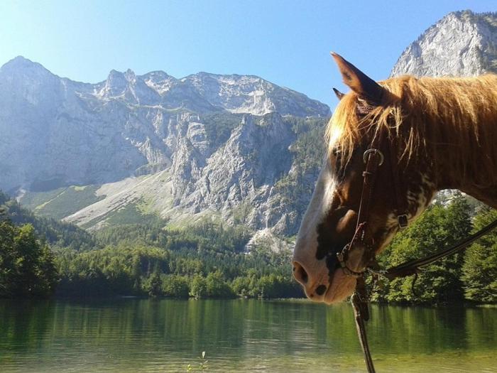 Ferienwohnung Hochsteinalm トラウンキルヒェン エクステリア 写真